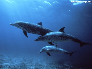 Bahamas dolphins