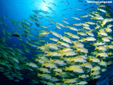 Banded sea perch