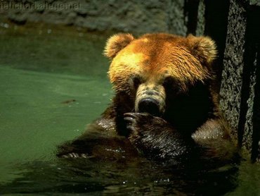 Bear Swim