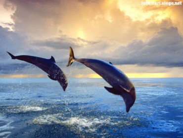 Bottlenose dolphins 2