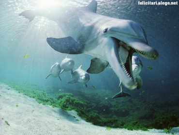 Bottlenose dolphins