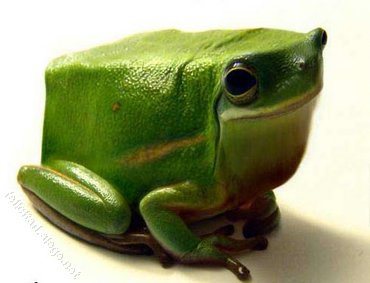 Broscuta