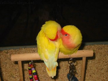 Budgies