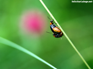 Bugs togheter