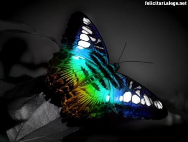 Butterfly Light