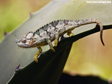 Chameleon Kenya