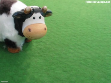 Cute cow