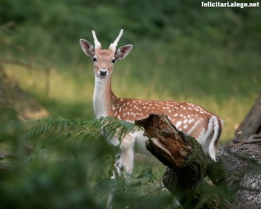 Deer