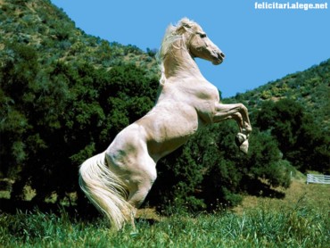 Destiny Horse