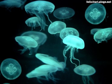 Drifters jellyfish