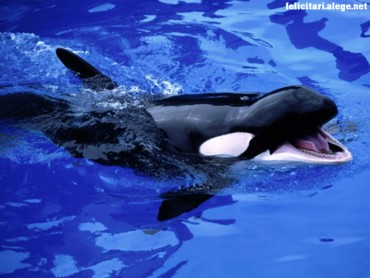 Feed Mel killer whale