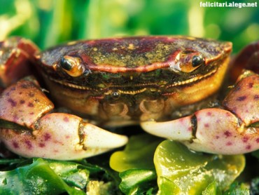 Feeling crabby