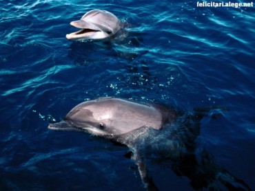 Frolicking dolphins