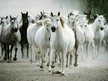 Galloping Horses