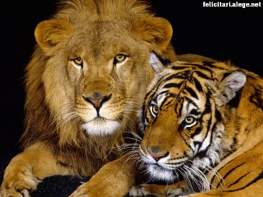 Good Buddies