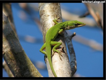 Green Lizzard