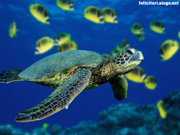 Green sea turtle