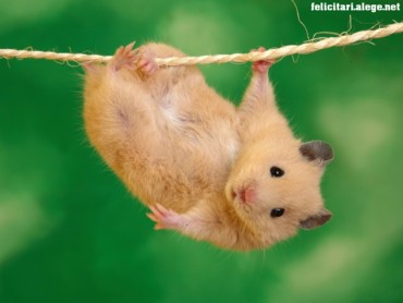 Hang in There