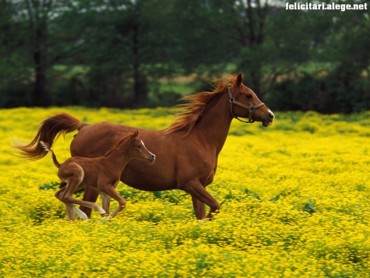 Animals