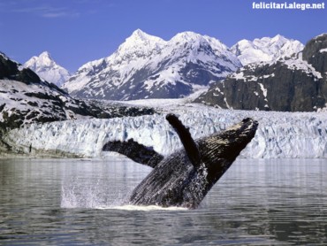 Humpback whale 2