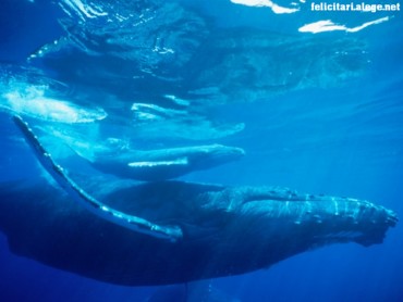 Humpback whale 3
