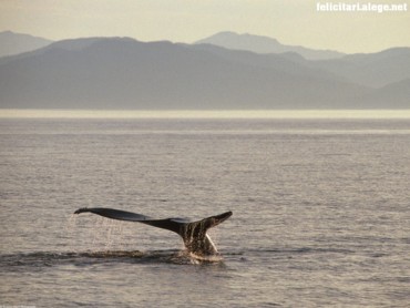 Humpback whale tail