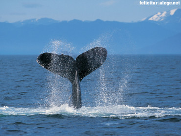 Humpback Whale
