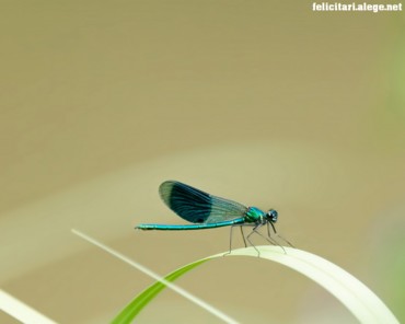 Insect on leaf