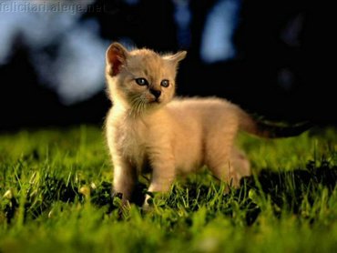 Kitten Meadow