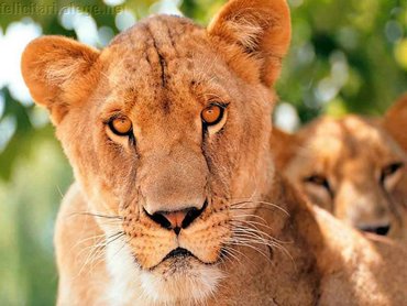 Animals