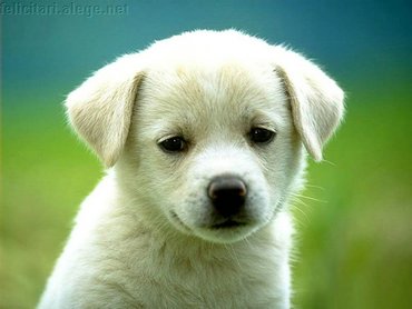 Lonely Puppy