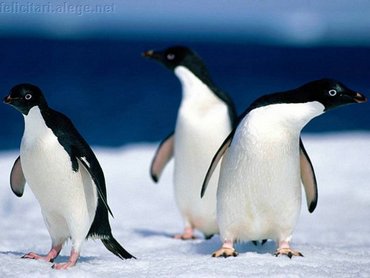 Lost Penguins
