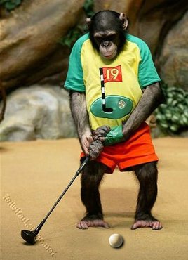 Maimuta Golf