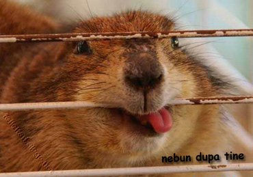 Nebun Dupa Tine