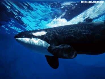 Orca whale