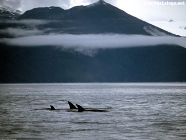 Orca whales family