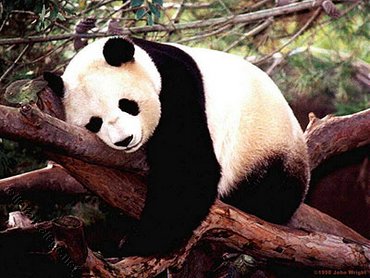 Panda Somn