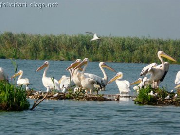 Pelicani In Delta