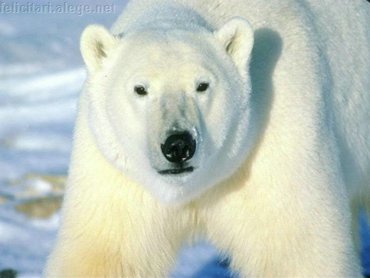 Polar Bear Stride