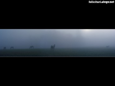 Ponies in nature