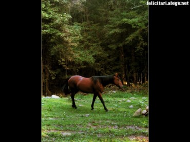 Pony in nature