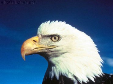 Proud Eagle