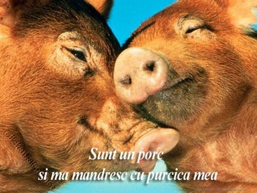 Purcei