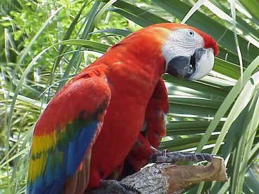 Red Parrot