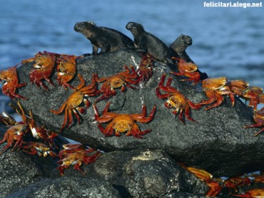 Sally Lightfoot crabs