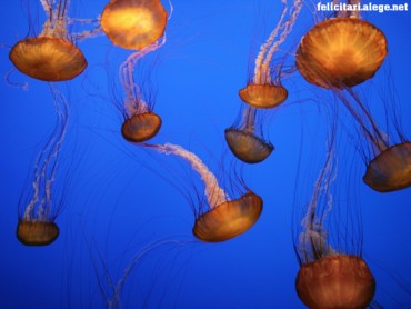Sea Nettles