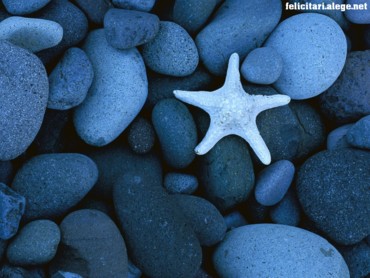 Sea Star