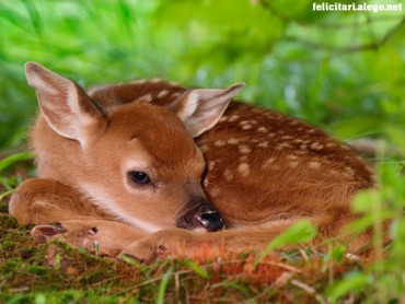 Sleepy Fawn