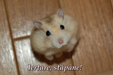 Soricel Iertare