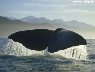 Sperm Whale